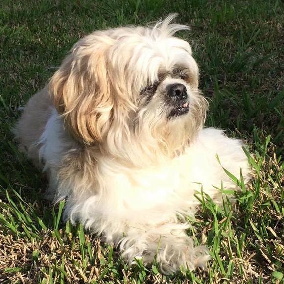 Meet your Posher, Devan - Picture 1 of 1